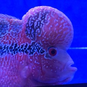 Meet your Posher, Cole